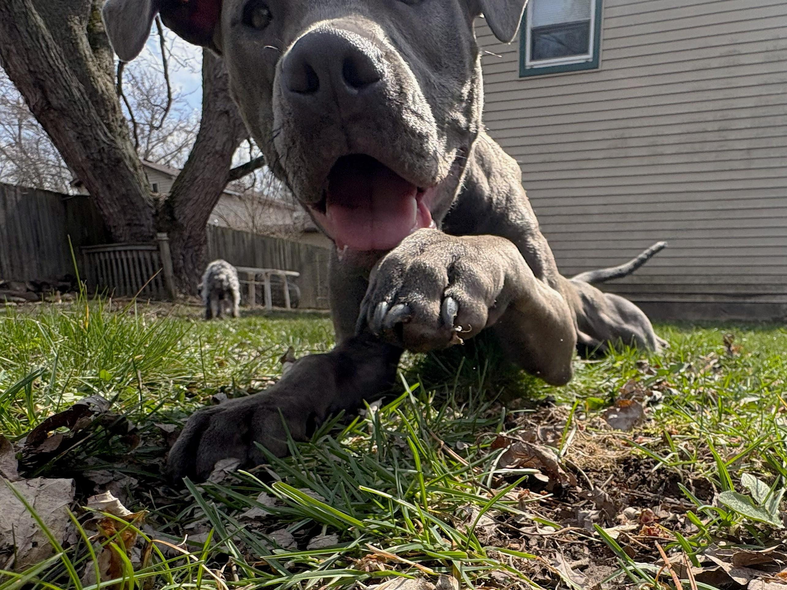 Enlarge Cori, an adoptable Pit Bull Terrier in Attica, MI image 3/6