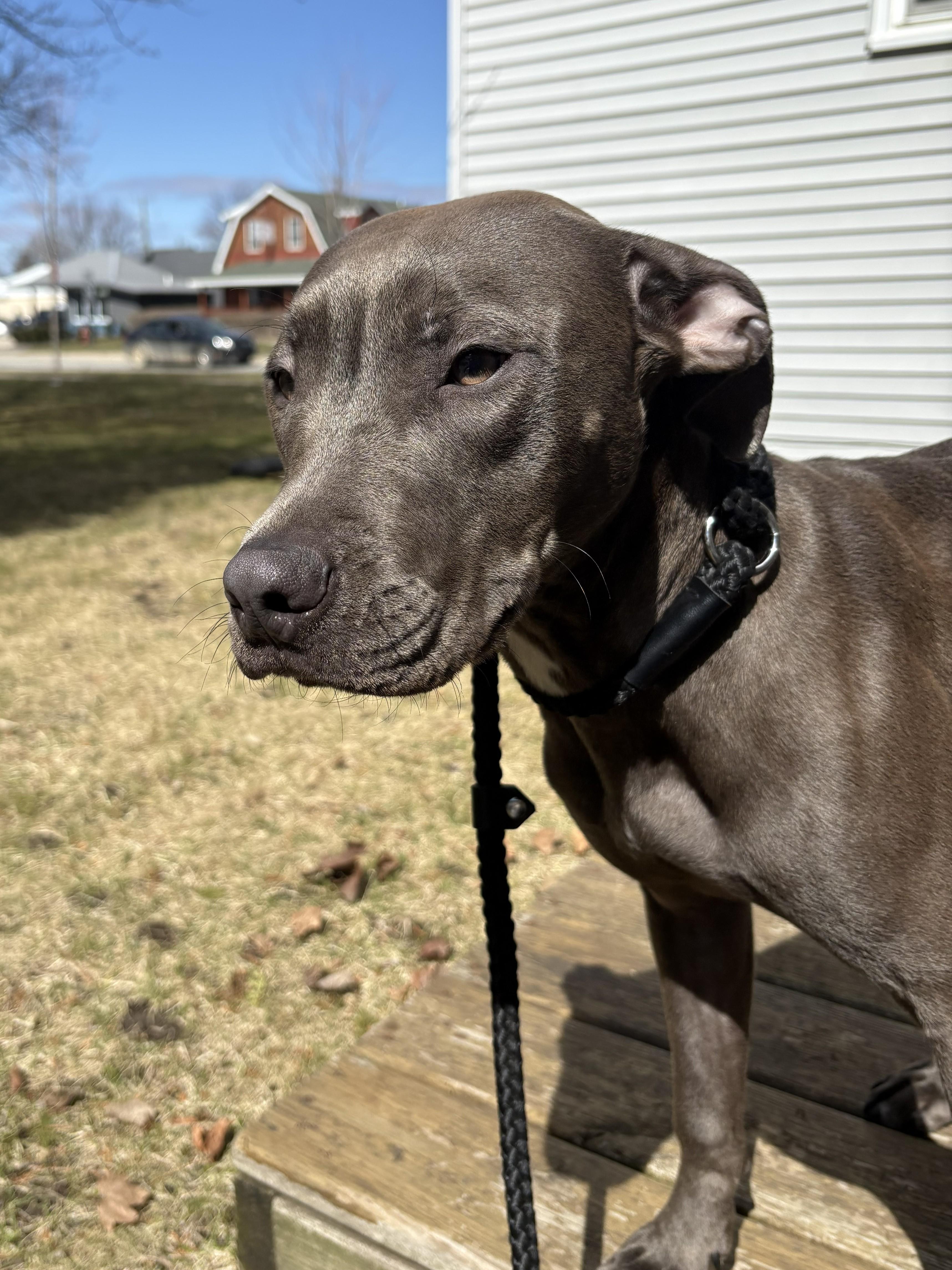 Enlarge Cori, an adoptable Pit Bull Terrier in Attica, MI image 4/6