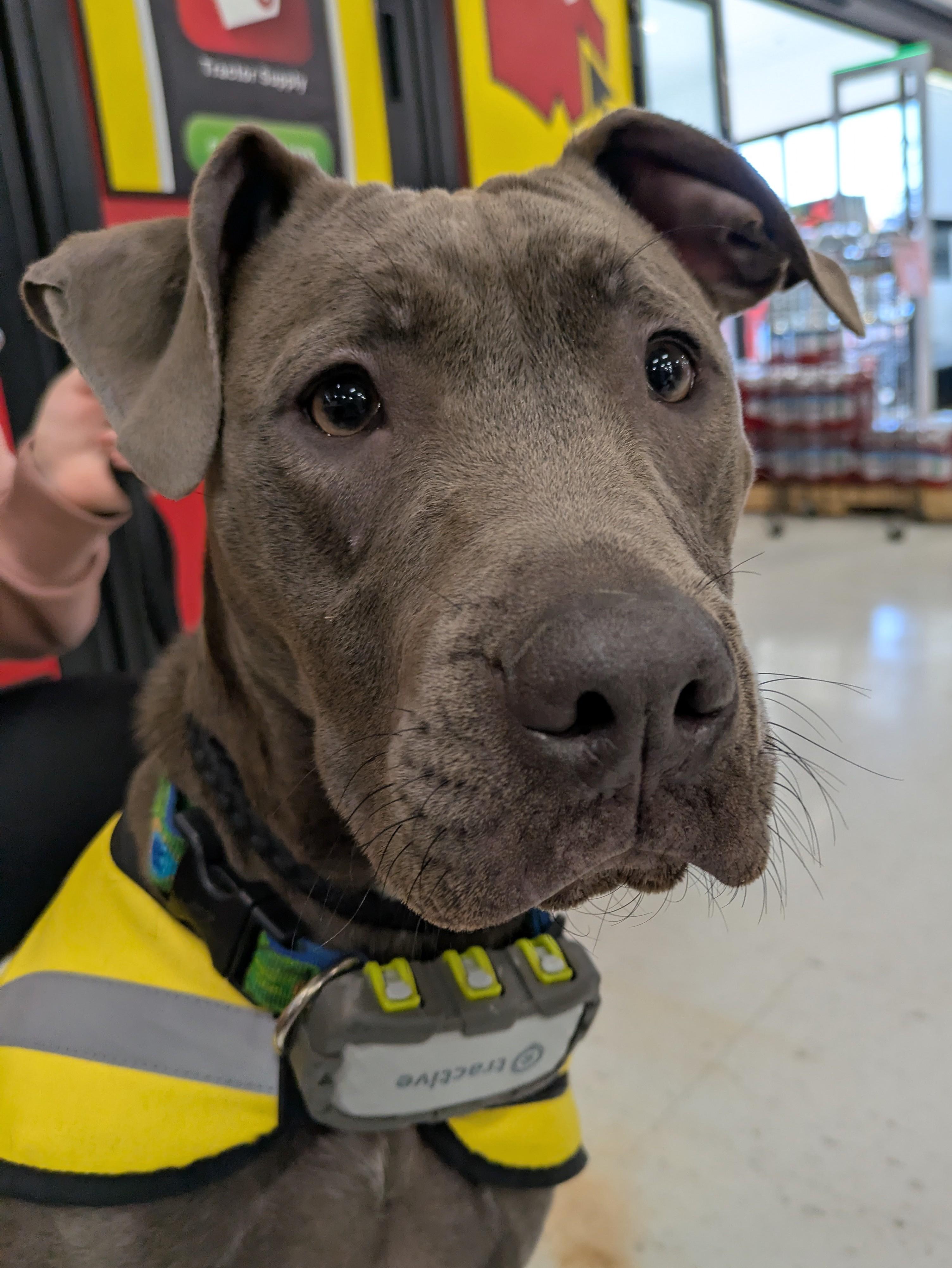 Enlarge Cori, an adoptable Pit Bull Terrier in Attica, MI image 2/6