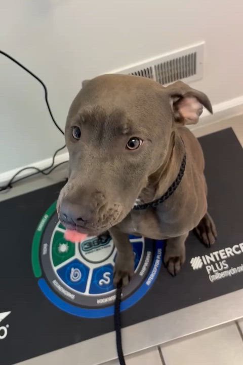 Enlarge Cori, an adoptable Pit Bull Terrier in Attica, MI video 6/6