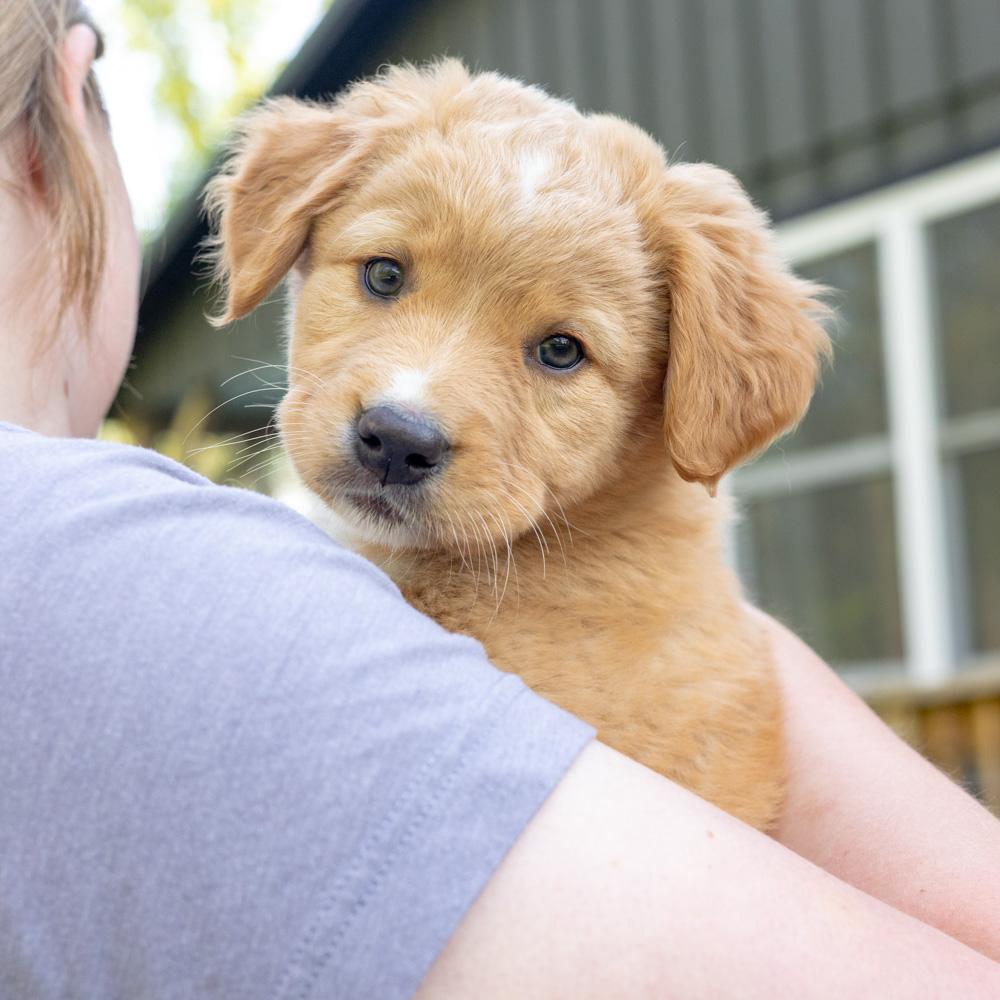 Enlarge Marigold (female)   Avail 5/8, an adopted mixed breed in West Grove, PA image 3/5