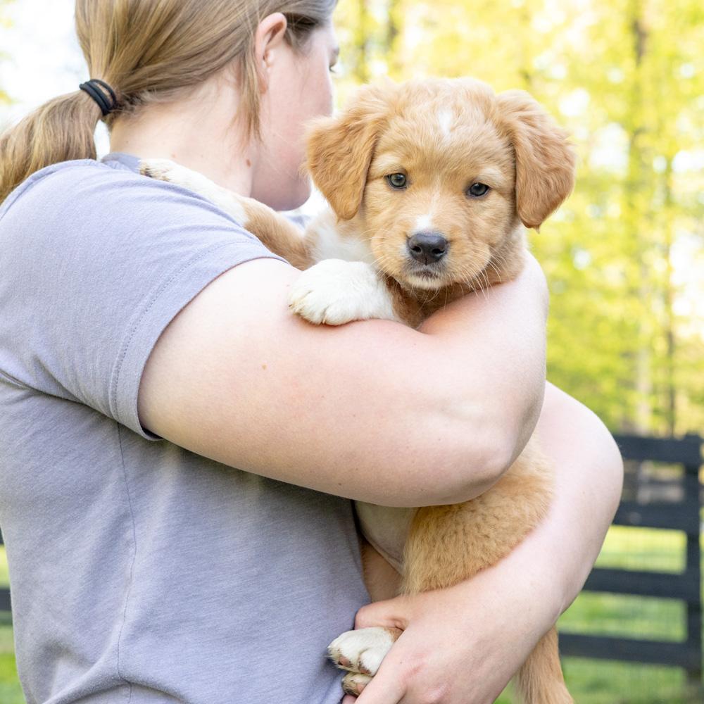 Enlarge Marigold (female)   Avail 5/8, an adopted mixed breed in West Grove, PA image 4/5