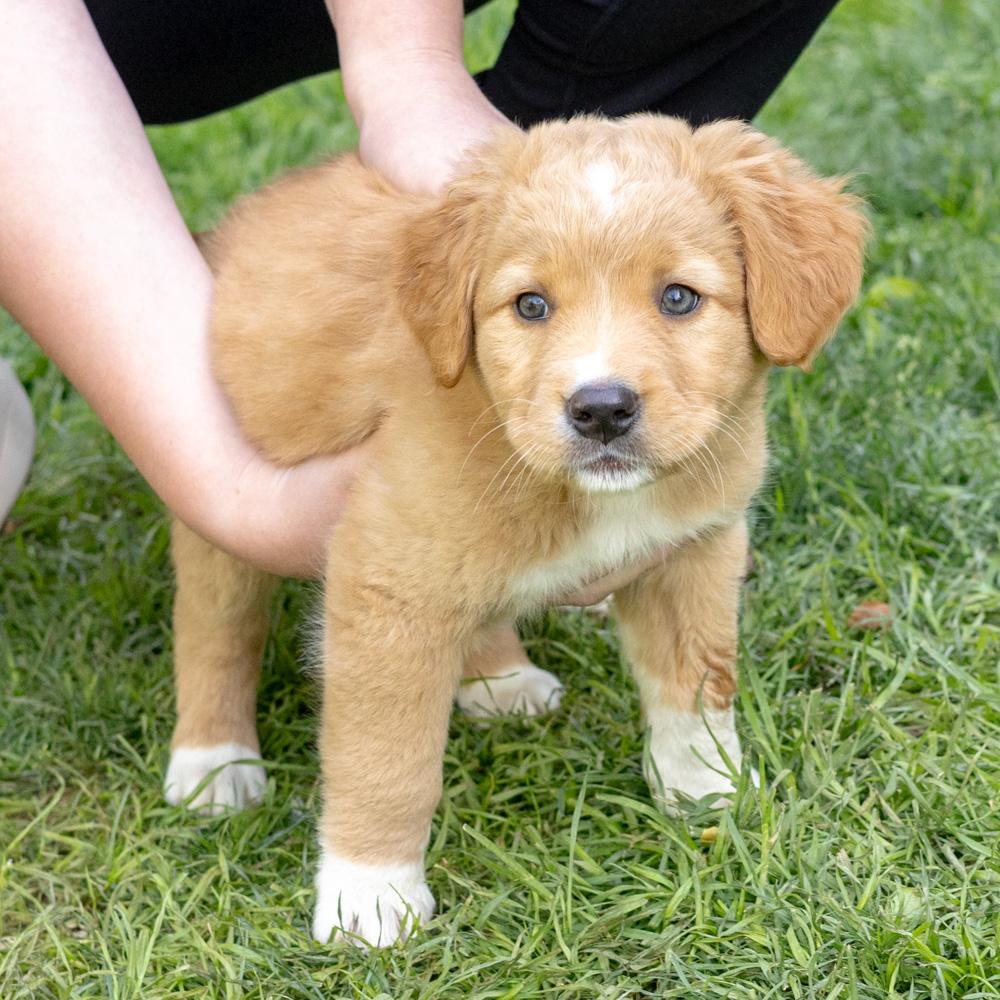Enlarge Marigold (female)   Avail 5/8, an adopted mixed breed in West Grove, PA image 2/5