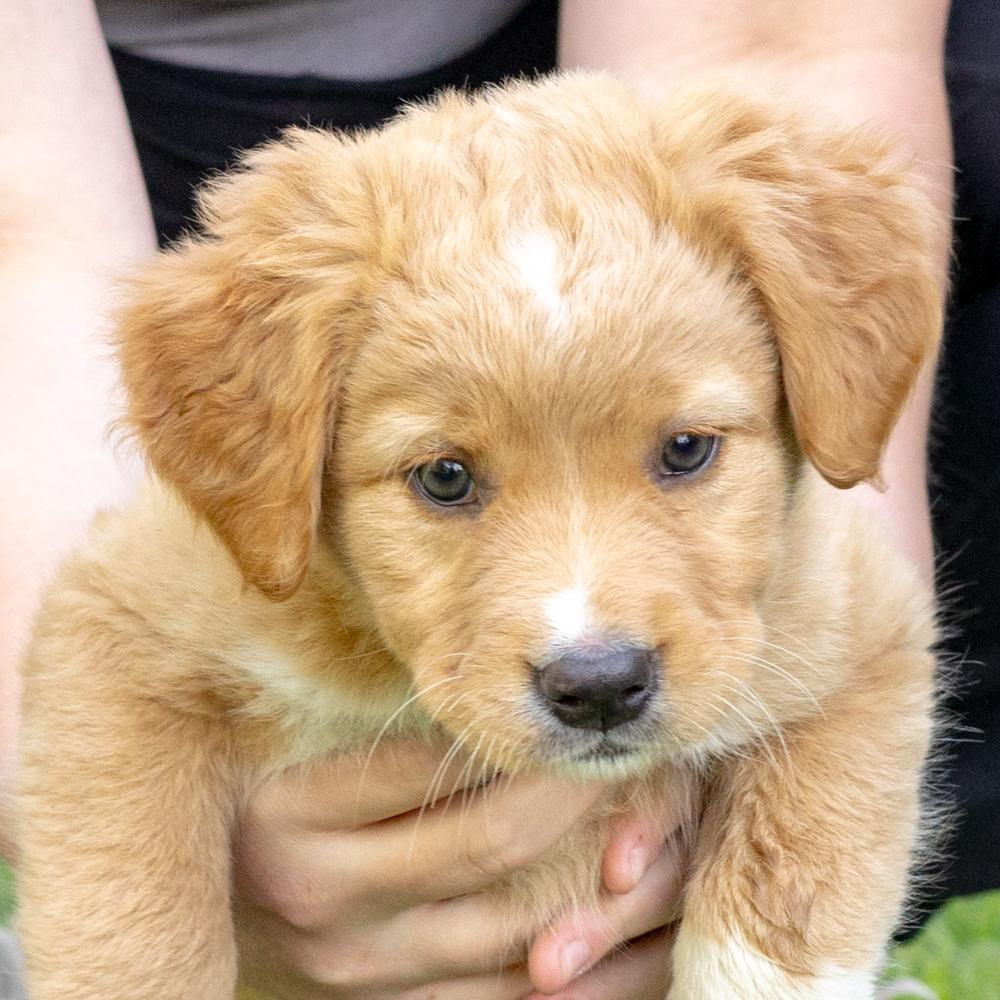 Enlarge Marigold (female)   Avail 5/8, an adopted mixed breed in West Grove, PA image 5/5