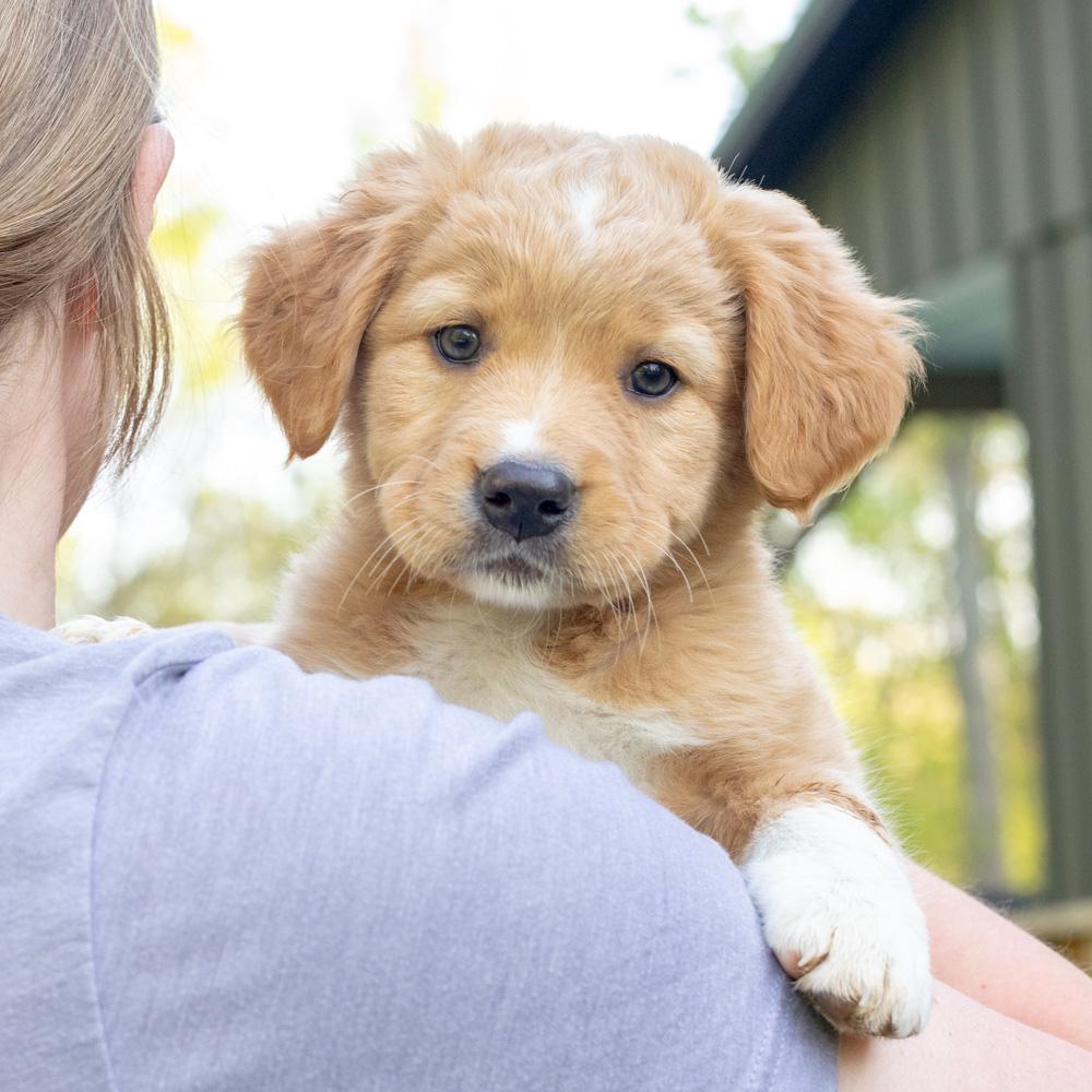 Marigold (female)   Avail 5/8, adopted, Puppy Female Curly-Coated Retriever & Retriever.