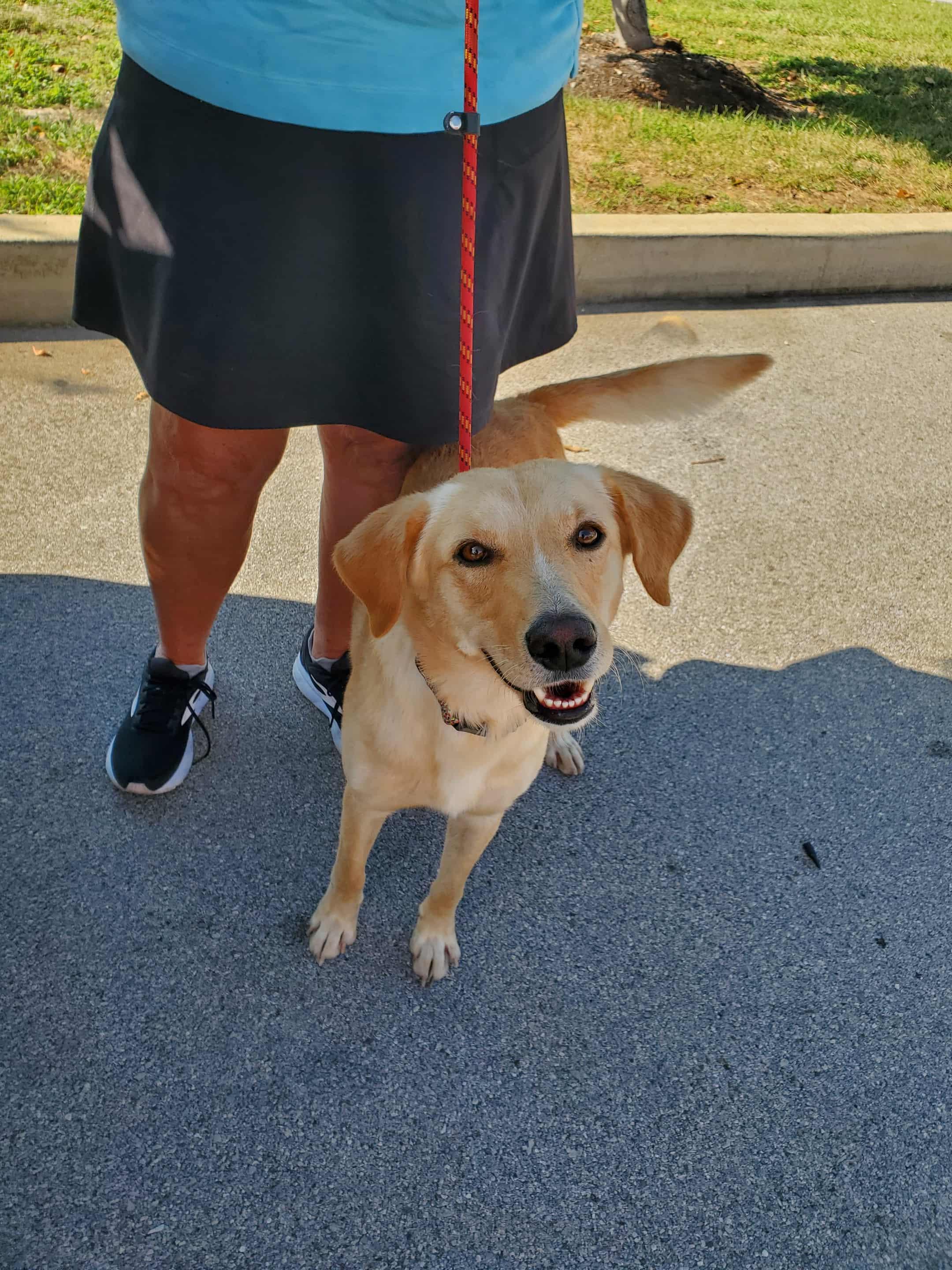 Archer - Paws Behind Bars Prison Trained, adopted, Adult Male Labrador Retriever & Hound.