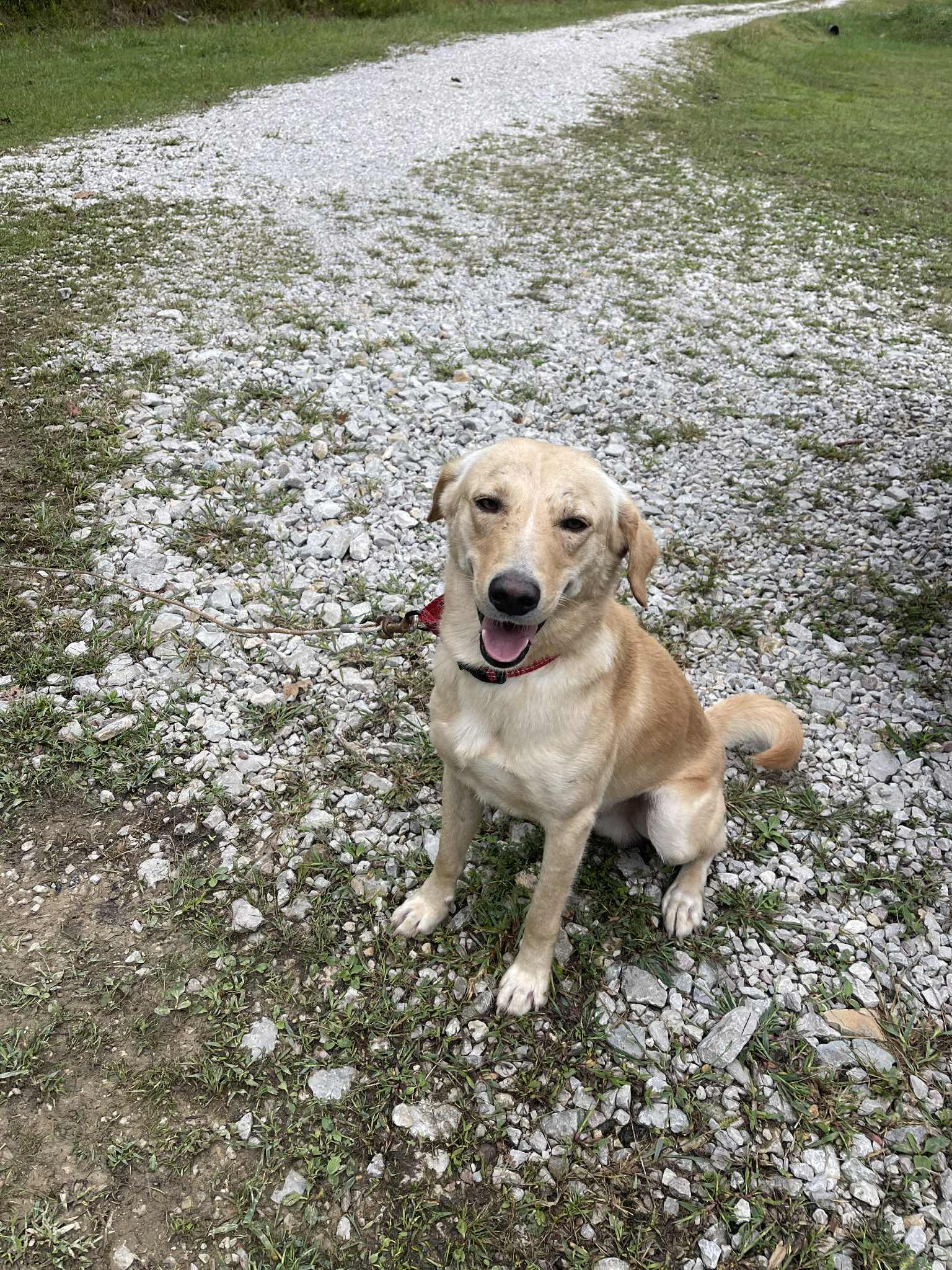 Enlarge Archer - Paws Behind Bars Prison Trained, an adopted mixed breed in Goshen, KY image 2/2