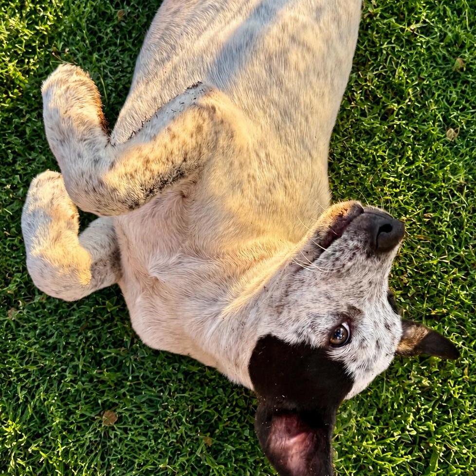 Buck, an adopted mixed breed in Omaha, NE image 2/5