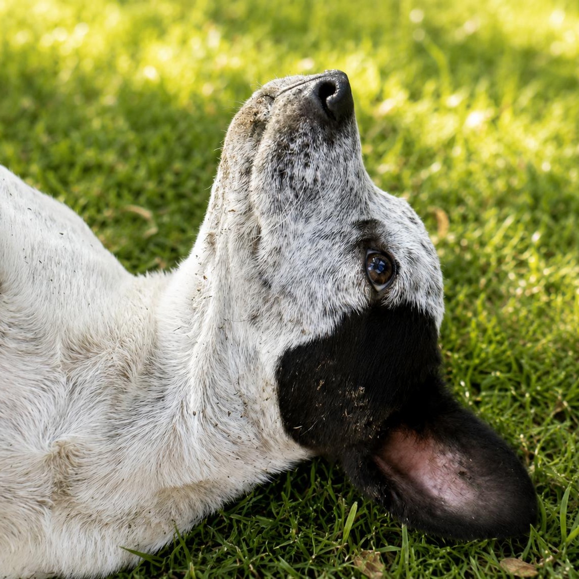 Buck, an adopted mixed breed in Omaha, NE image 5/5