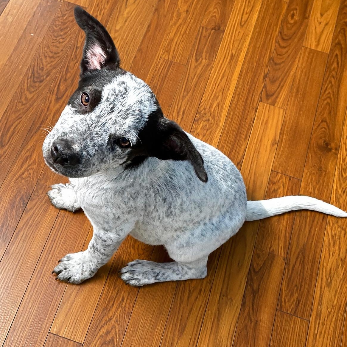 Buck, an adopted mixed breed in Omaha, NE image 4/5