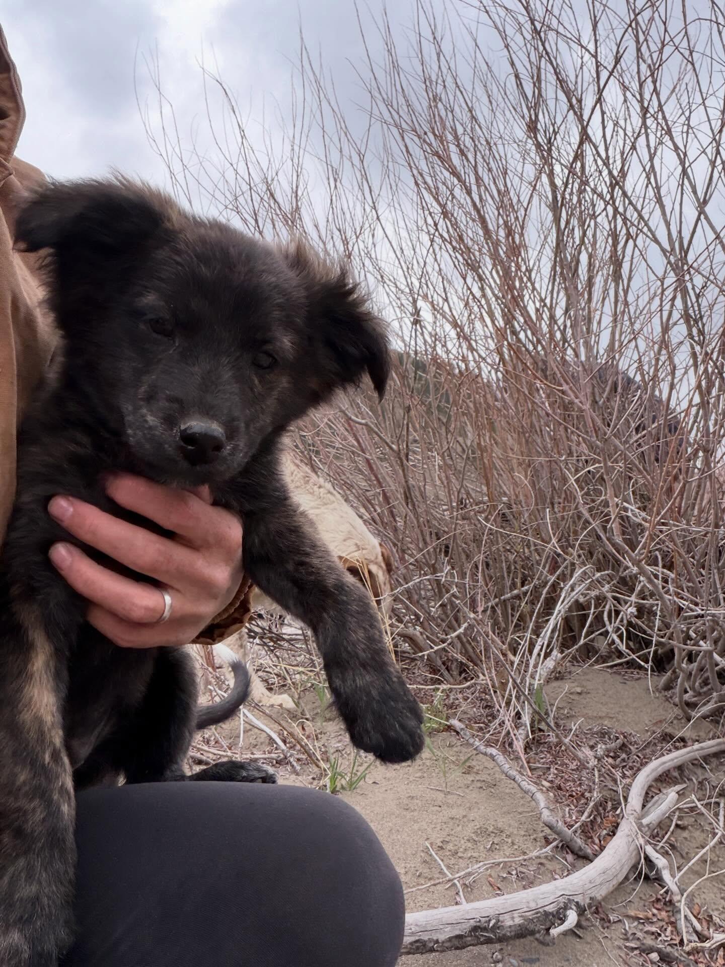 Velvet, adopted, Puppy Female Mixed Breed.