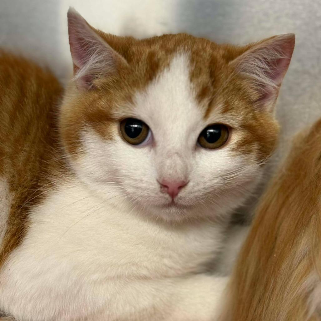 Mr.Whatsit, Adoptable, Kitten Male Domestic Short Hair.