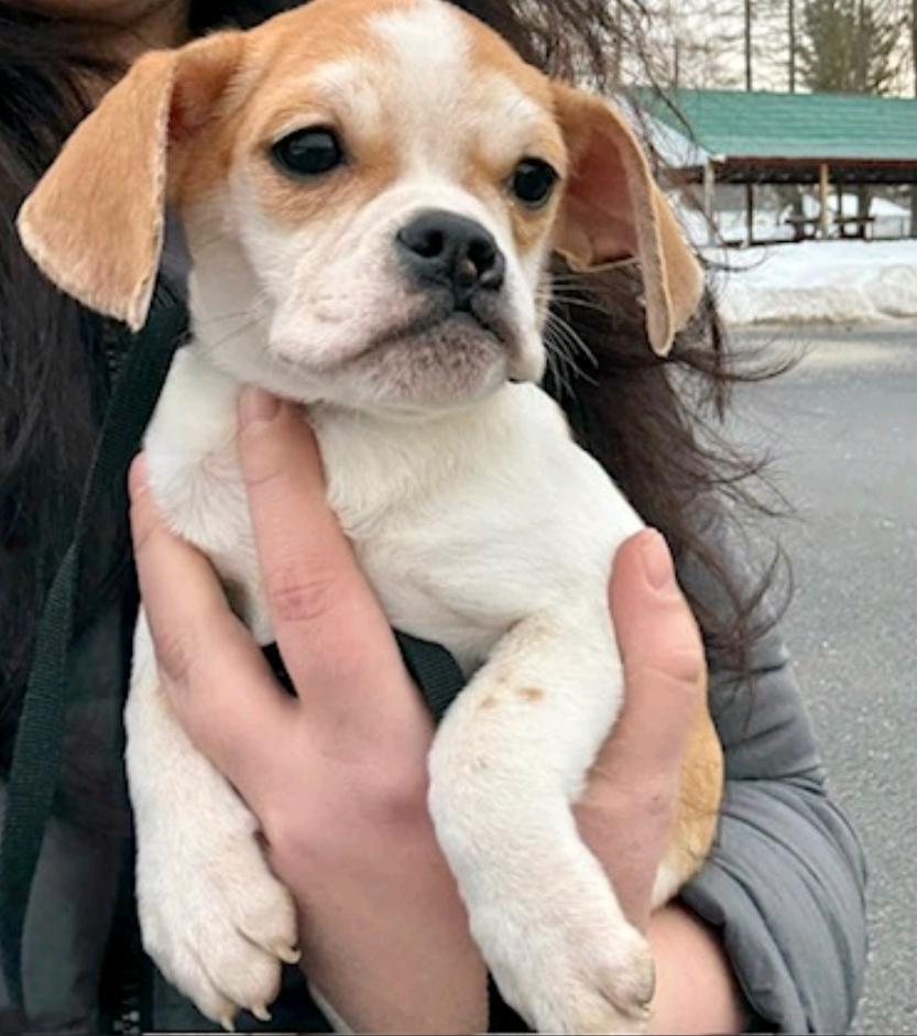 Lexi, ADOPTABLE, Puppy Female Puggle.