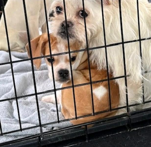 Lexi Puggle thumbnail 2