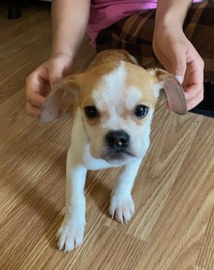 Enlarge Lexi, a ADOPTABLE Puggle in Hamburg, NY image 5/5