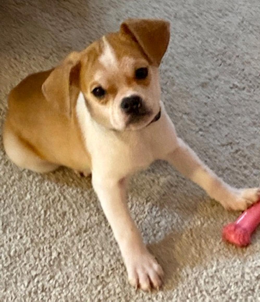 Enlarge Lexi, a ADOPTABLE Puggle in Hamburg, NY image 2/5