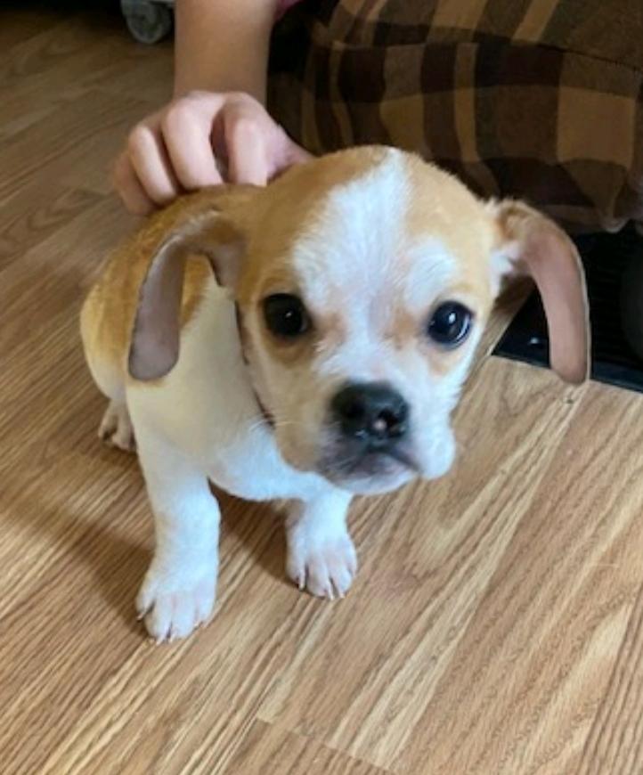 Enlarge Lexi, a ADOPTABLE Puggle in Hamburg, NY image 3/5