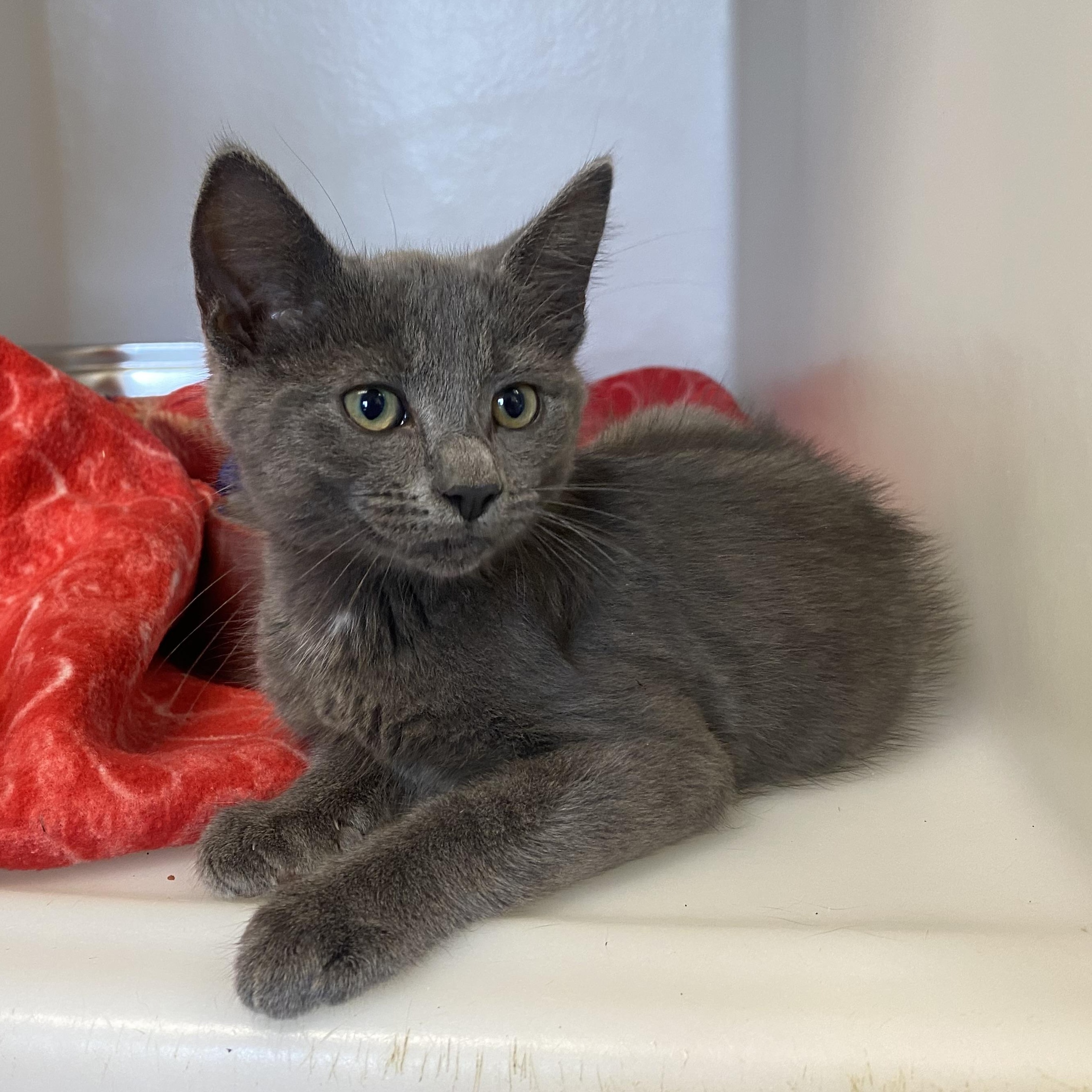Ricky, ADOPTABLE, Kitten Male Domestic Short Hair.