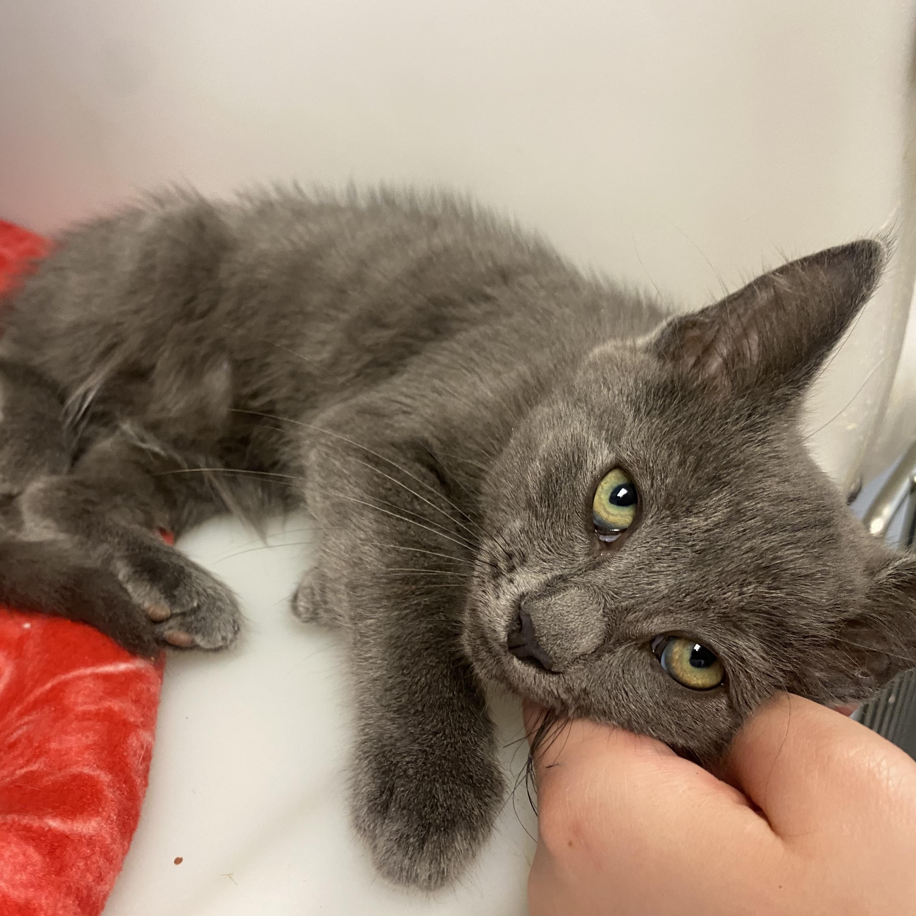 Ricky, a ADOPTABLE Domestic Short Hair in King George, VA image 2/5
