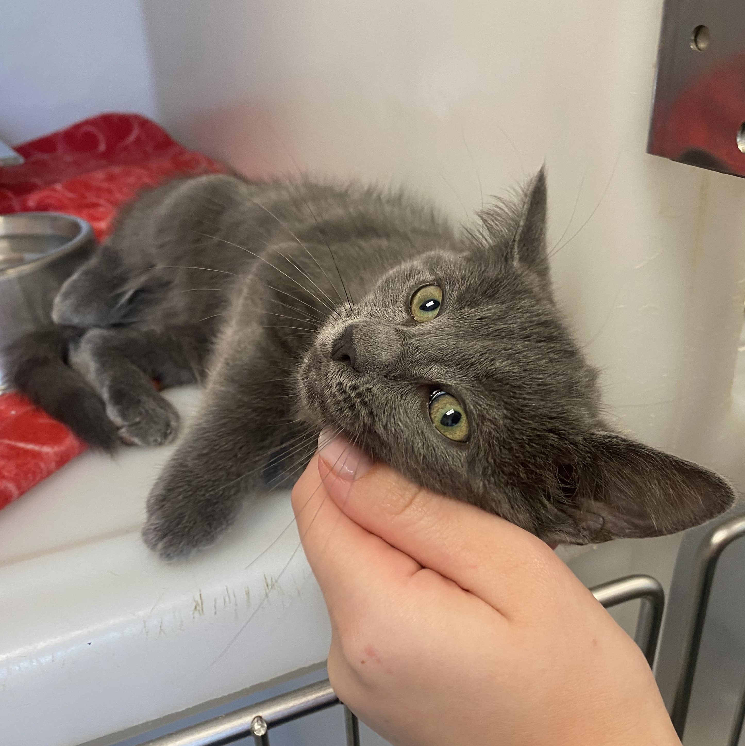 Ricky, a ADOPTABLE Domestic Short Hair in King George, VA image 5/5