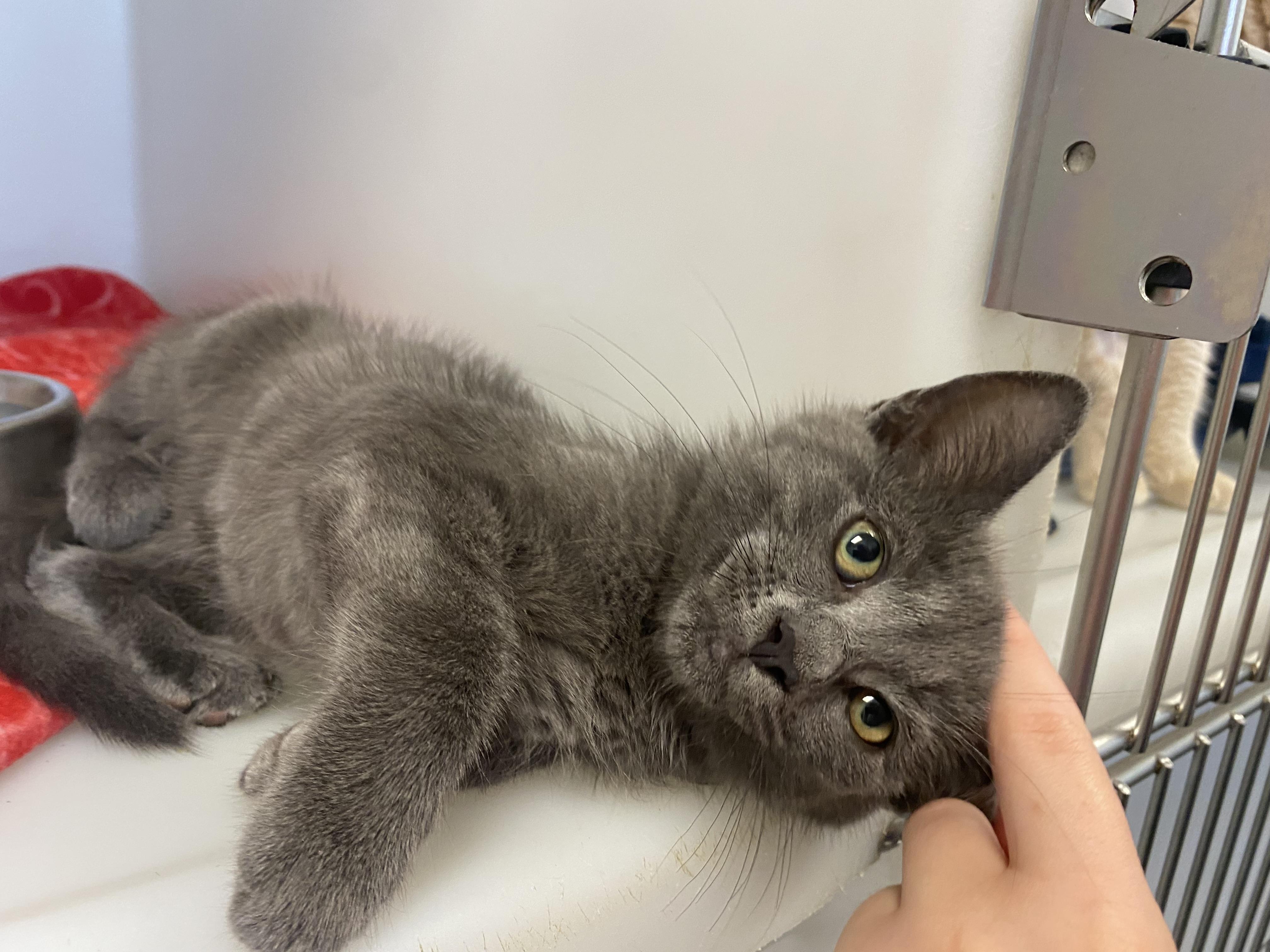 Ricky, a ADOPTABLE Domestic Short Hair in King George, VA image 4/5