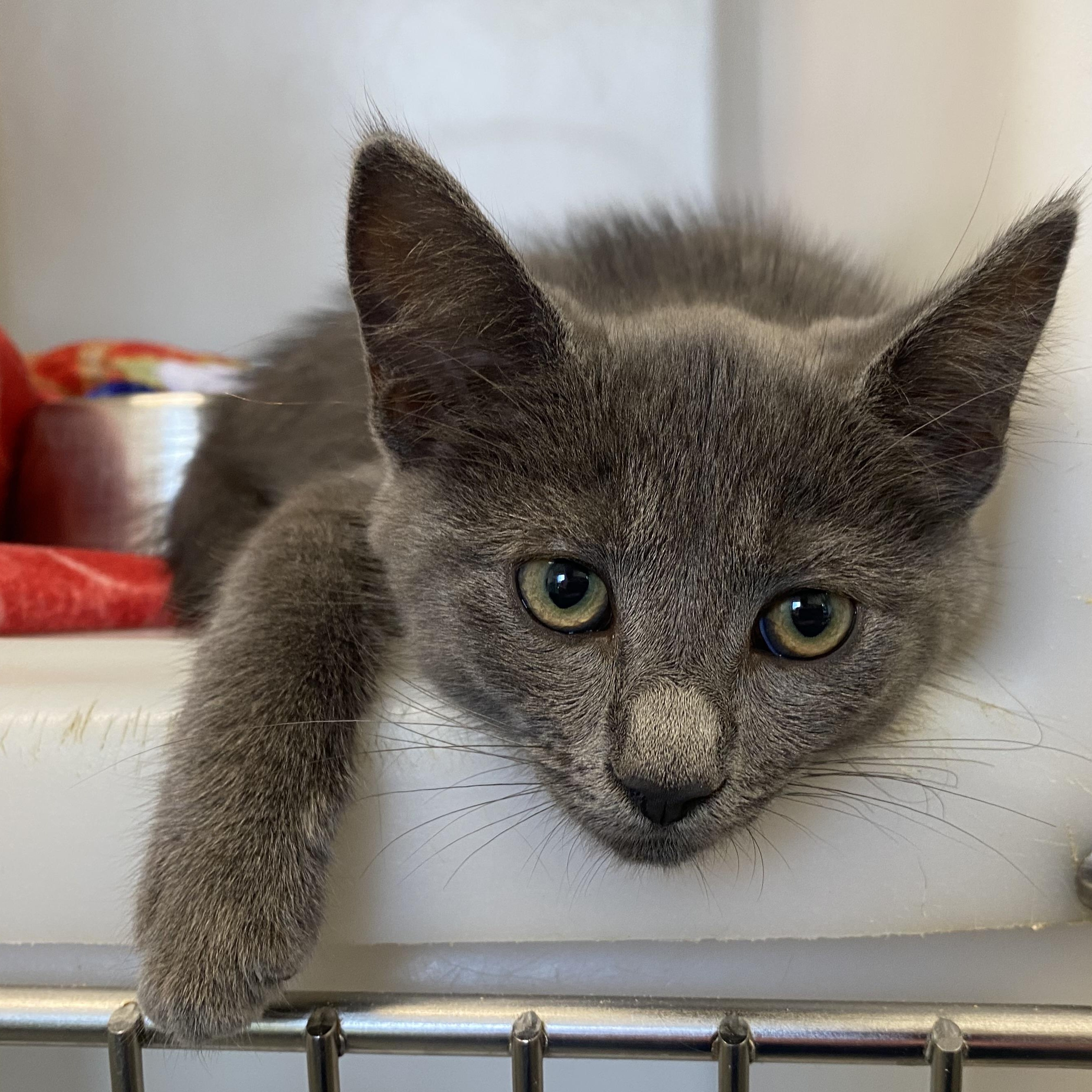Ricky, a ADOPTABLE Domestic Short Hair in King George, VA image 3/5