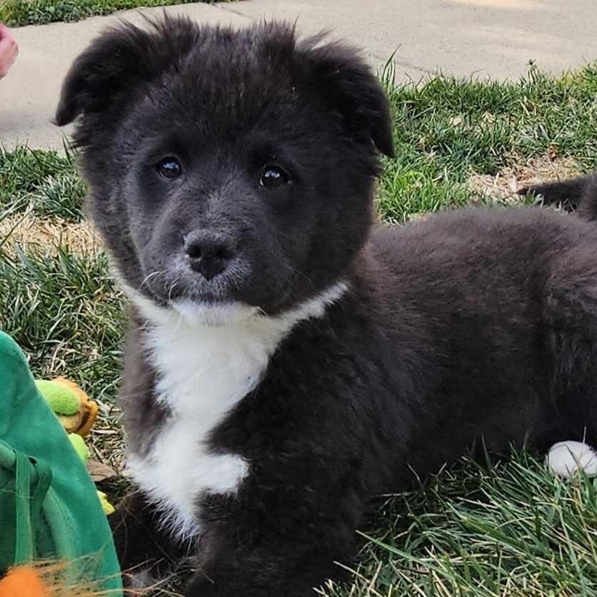 Enlarge Gibbs, a ADOPTABLE mixed breed in Concord, NC image 2/6