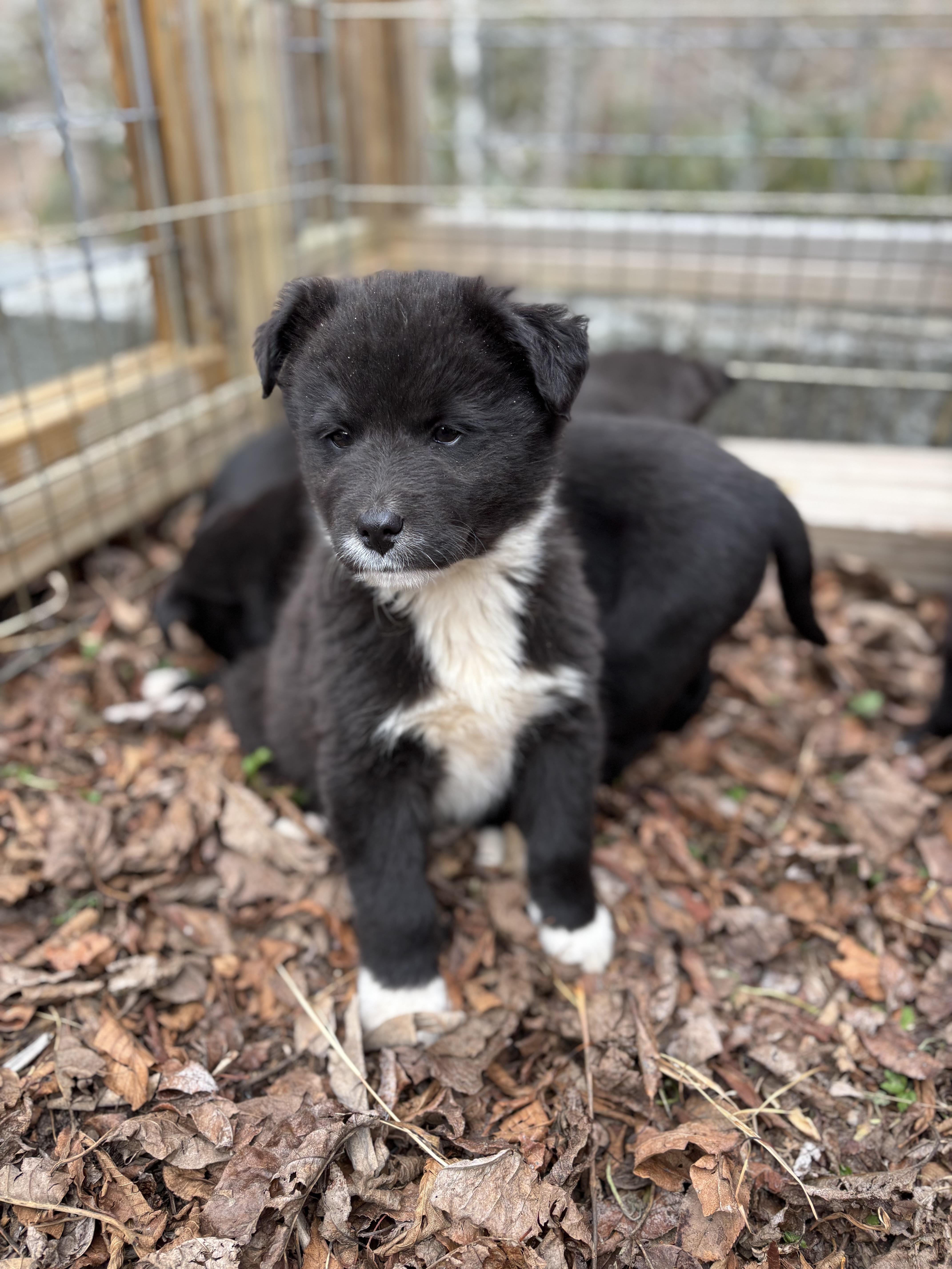 Enlarge Gibbs, a ADOPTABLE mixed breed in Concord, NC image 5/6