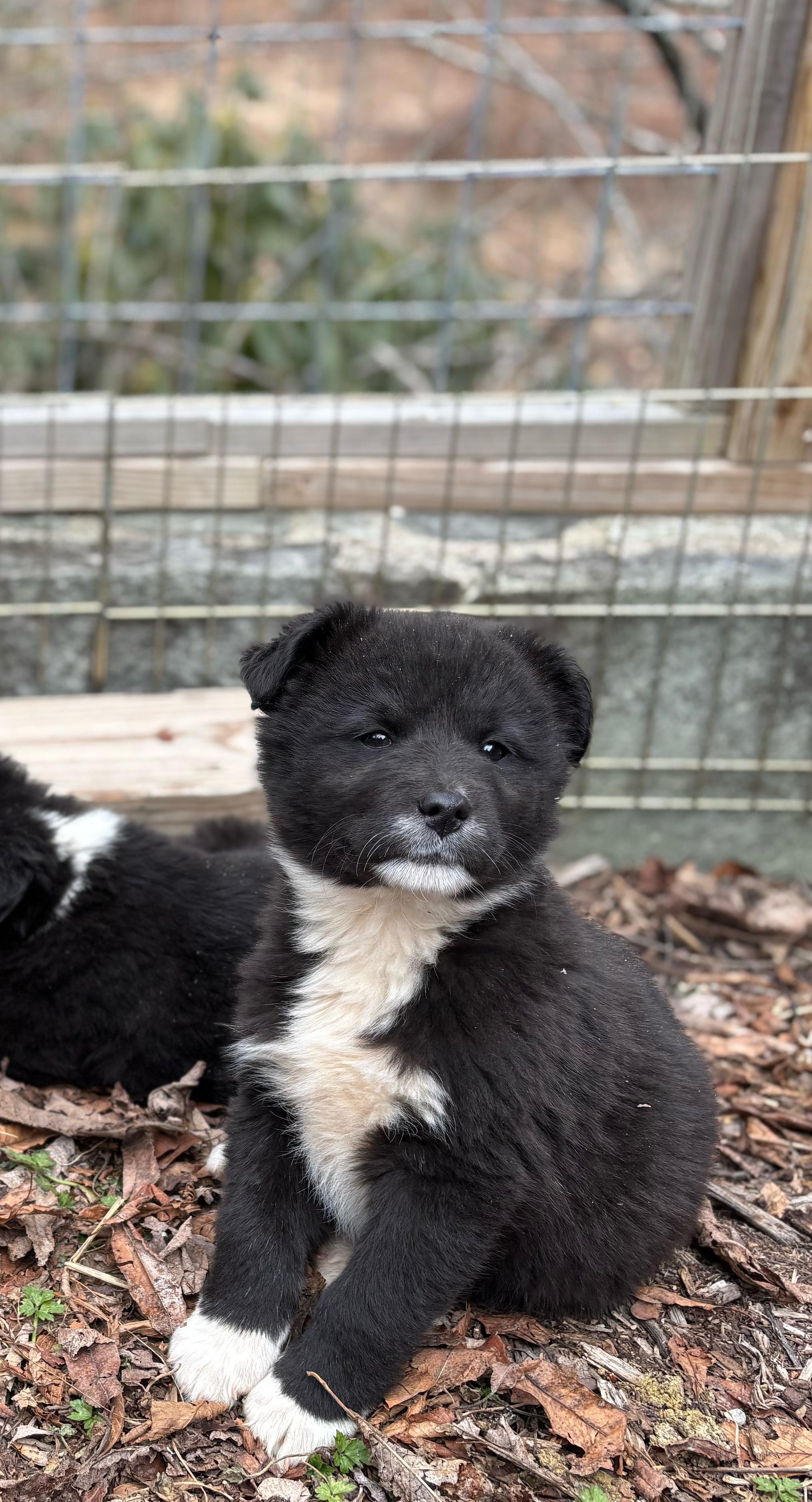 Enlarge Gibbs, a ADOPTABLE mixed breed in Concord, NC image 6/6