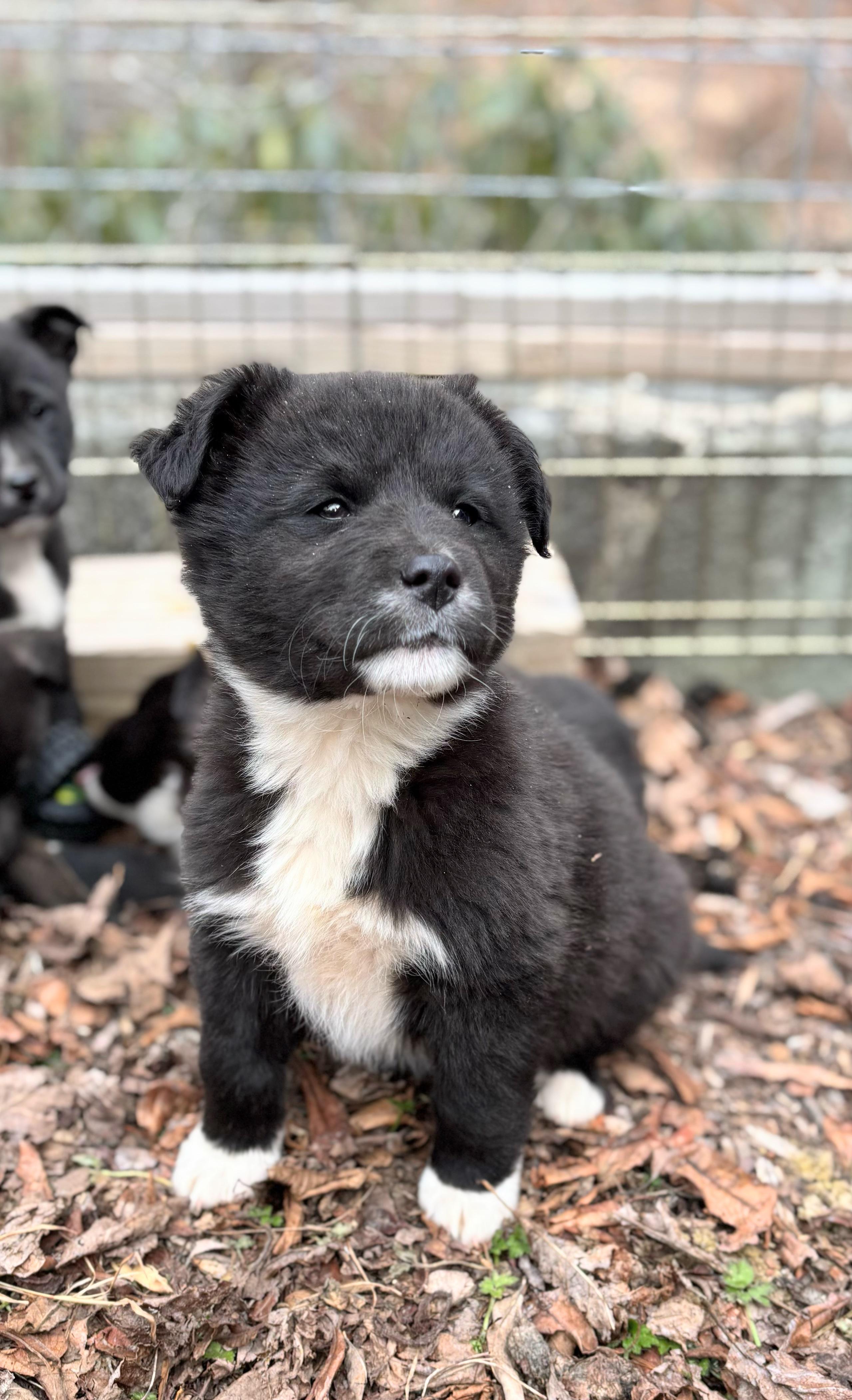 Gibbs — thumbnail 4