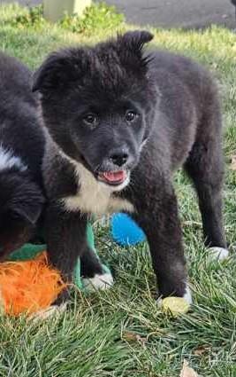 Enlarge Gibbs, a ADOPTABLE mixed breed in Concord, NC image 3/6