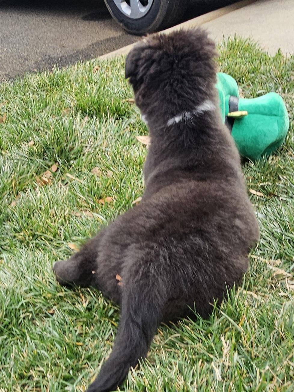 Enlarge Gibbs, a ADOPTABLE mixed breed in Concord, NC image 4/6