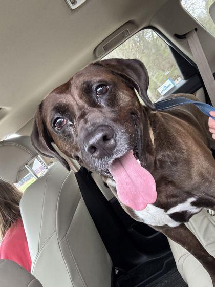 Rosco, Adoptable, Adult Male Mastiff & Labrador Retriever.