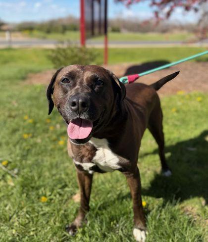 Enlarge Rosco, a Adoptable mixed breed in Shawano, WI image 2/2