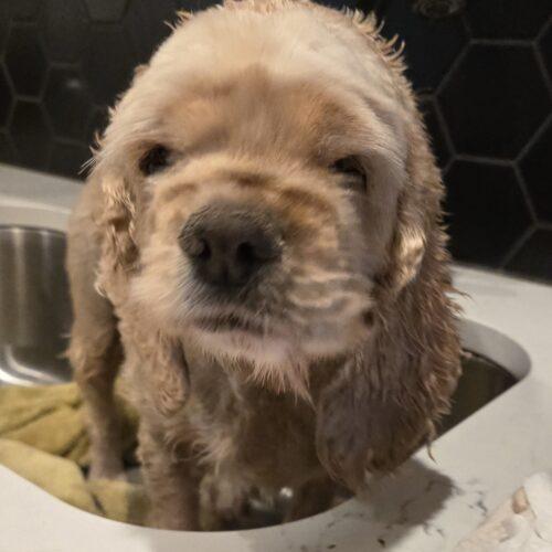 Enlarge Snuffles 26109, a Adoptable Cocker Spaniel in Parker, CO image 2/3