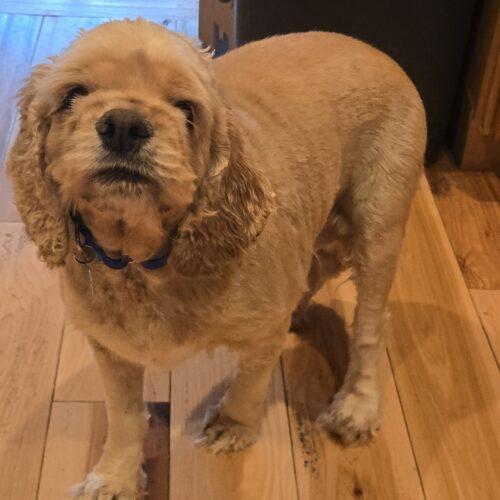 Enlarge Snuffles 26109, a Adoptable Cocker Spaniel in Parker, CO image 3/3