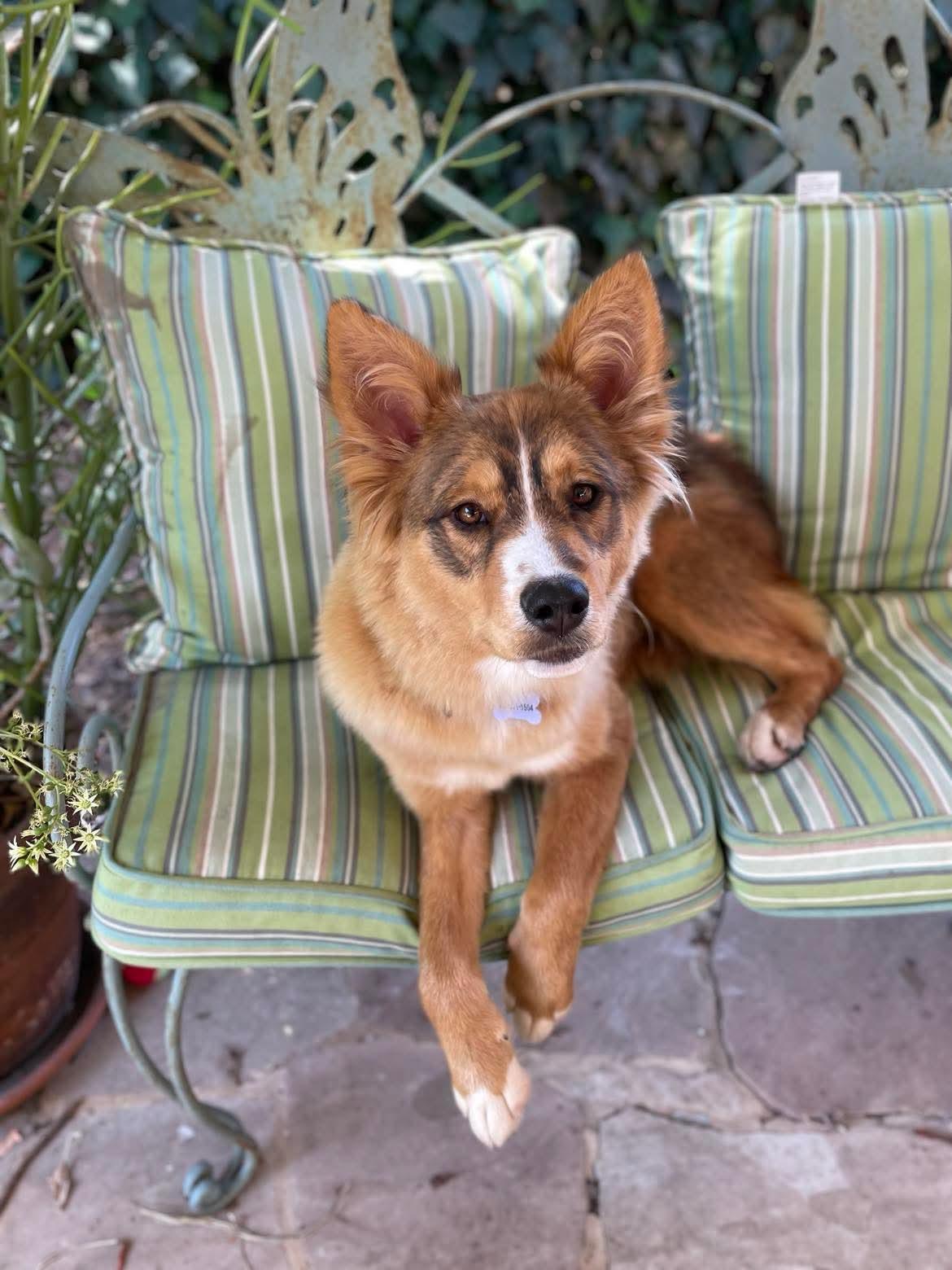 Patti, Adoptable, Puppy Female Australian Shepherd & Husky.
