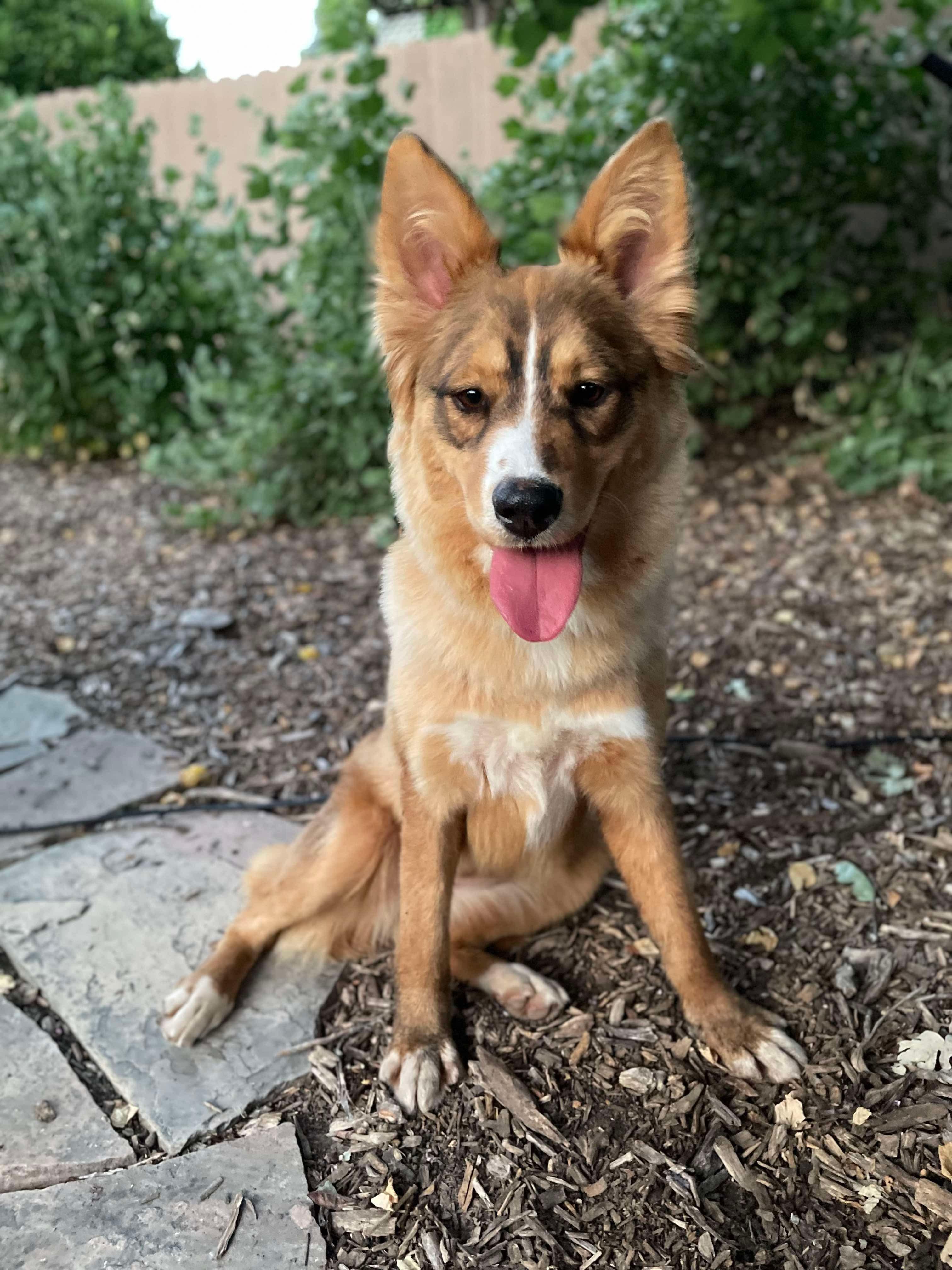 Enlarge Patti, a Adoptable mixed breed in Woodland Hills, CA image 2/4