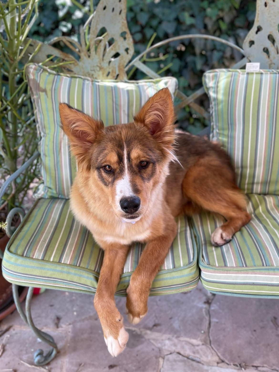 Enlarge Patti, a Adoptable mixed breed in Woodland Hills, CA image 3/4