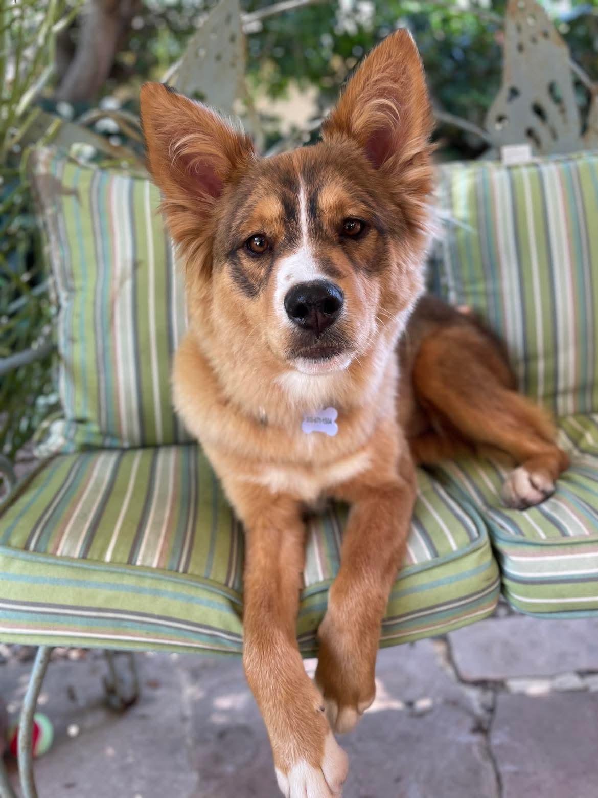 Enlarge Patti, a Adoptable mixed breed in Woodland Hills, CA image 4/4