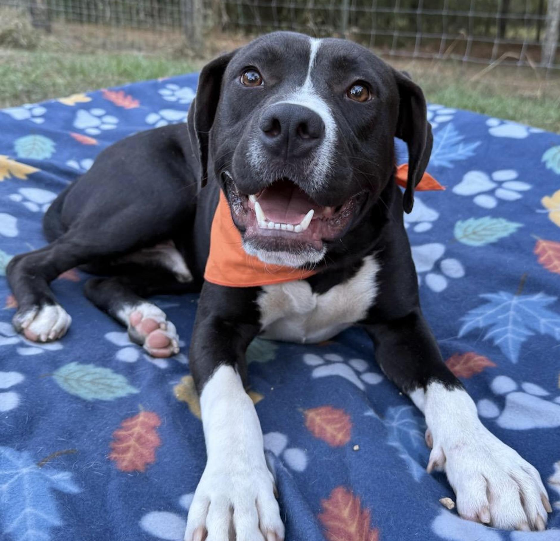 Levi, Adoptable, Young Male Bulldog.