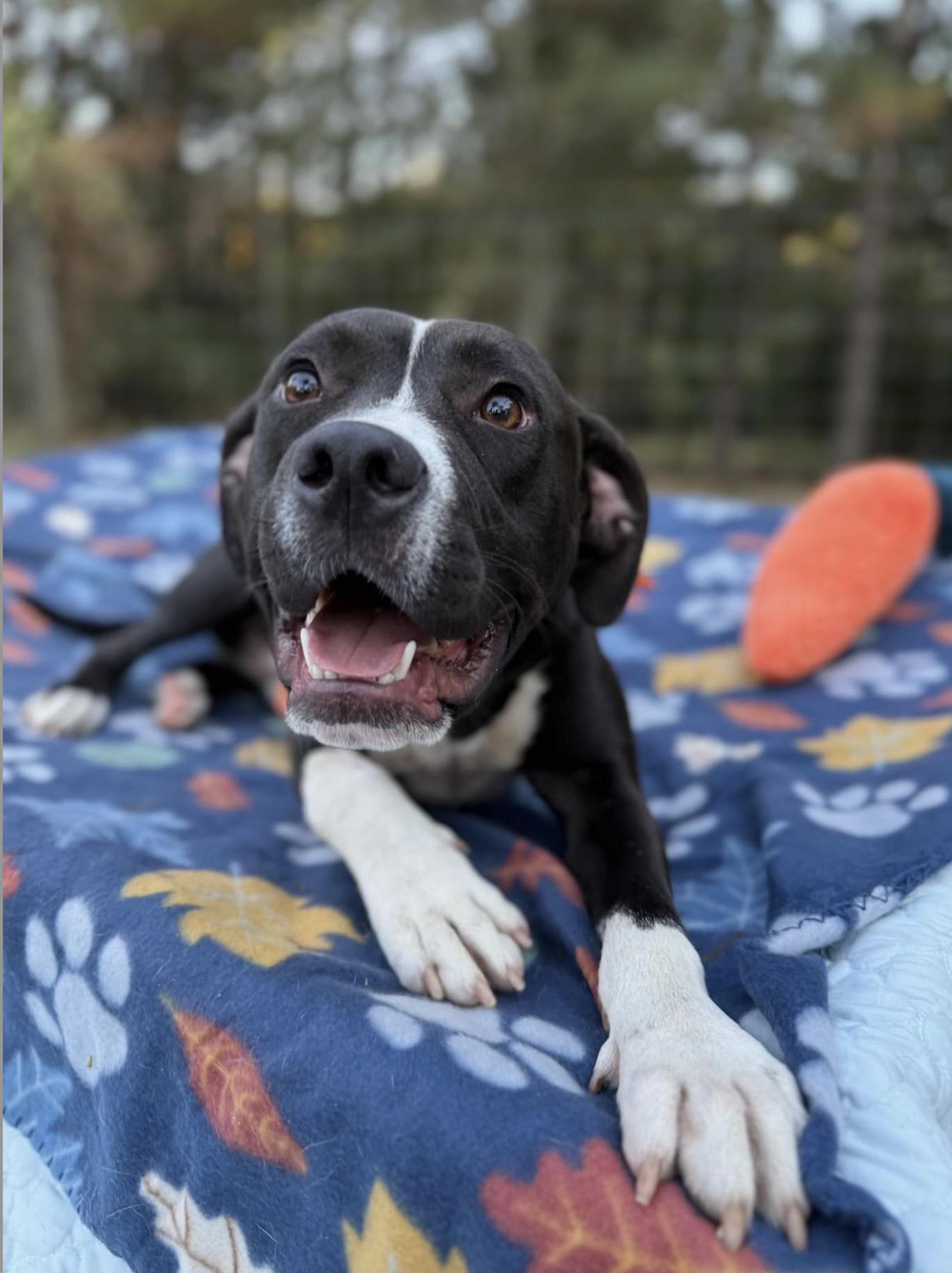 Enlarge Levi, a Adoptable mixed breed in Opp, AL image 2/2