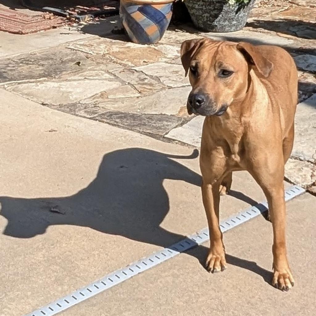 Moxie, Adoptable, Adult Female Hound.