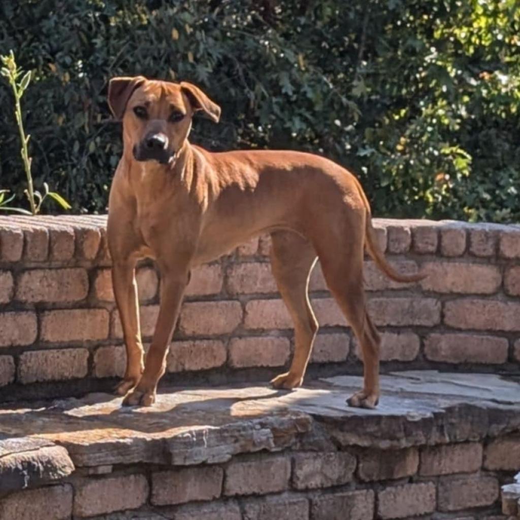 Moxie, a Adoptable mixed breed in Pineville, MO image 4/6