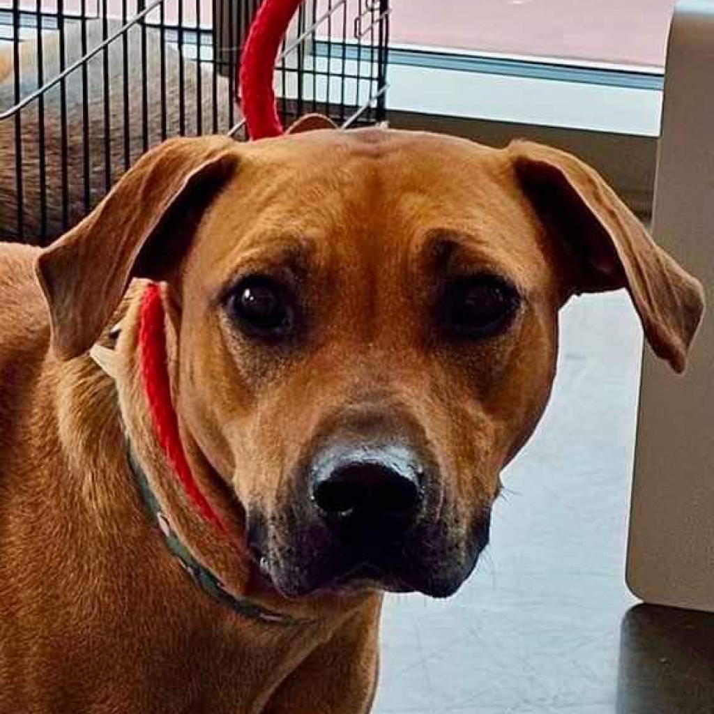 Moxie, a Adoptable mixed breed in Pineville, MO image 5/6