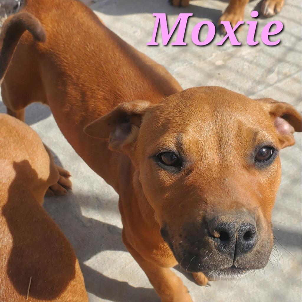Moxie, a Adoptable mixed breed in Pineville, MO image 6/6