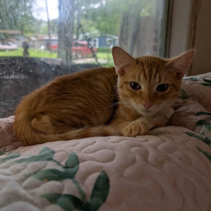 Brody, ADOPTABLE, Kitten Male Domestic Short Hair.