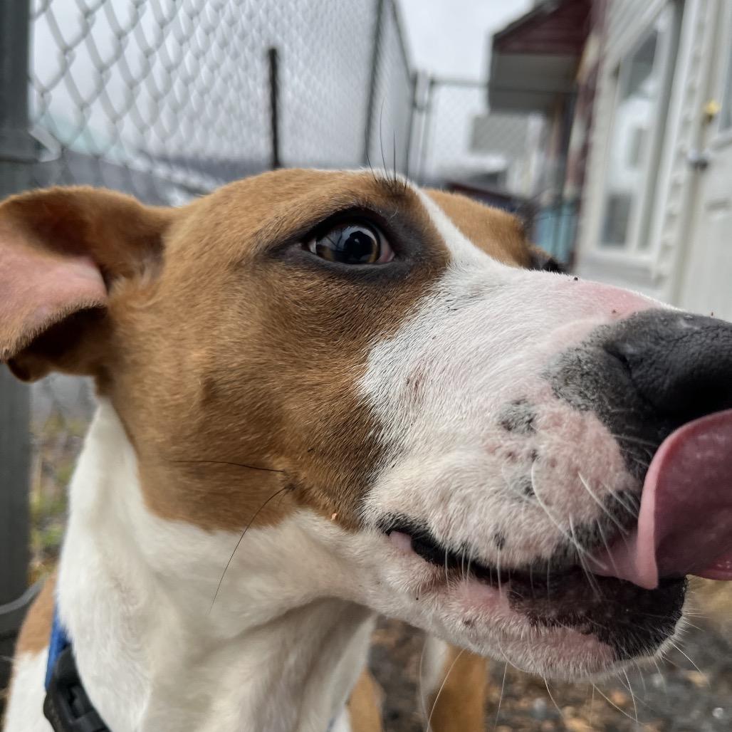 Enlarge Lucky, a Adoptable Hound in Saugerties, NY image 1/6