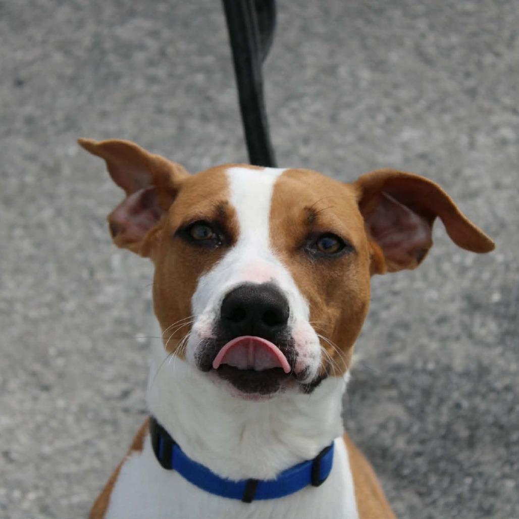 Enlarge Lucky, a Adoptable Hound in Saugerties, NY image 2/6