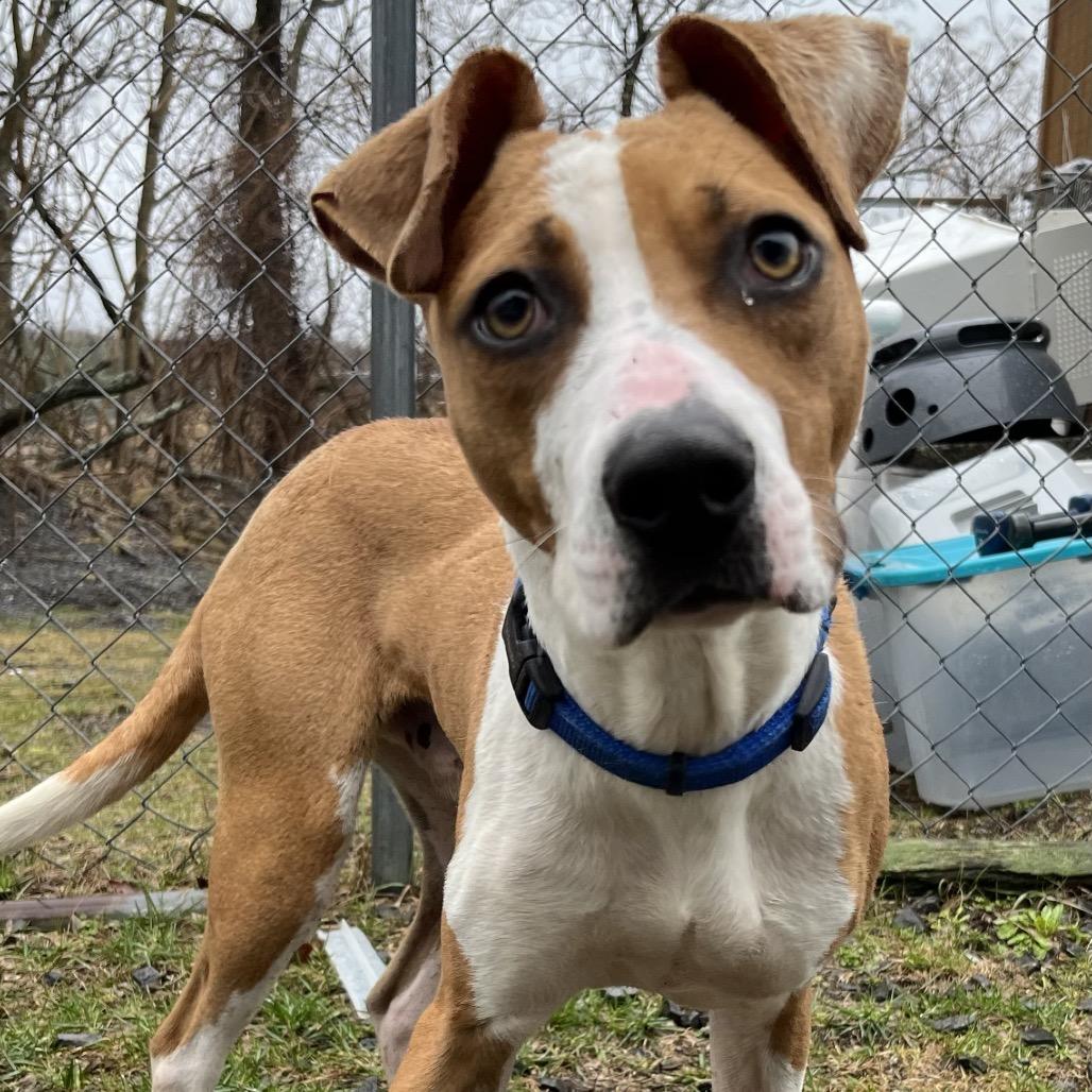 Enlarge Lucky, a Adoptable Hound in Saugerties, NY image 3/6